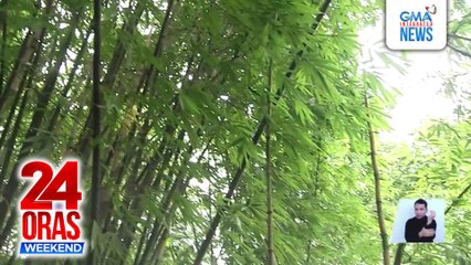 Bamboo cultivation both an income generator and eco-friendly flood control measure | 24 Oras Weekend