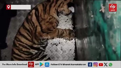 ಮೈಸೂರು: ಹೊಲದಲ್ಲಿದ್ದ ರೈತನಿಗೆ ಗಂಭೀರವಾಗಿ ಗಾಯಗೊಳಿಸಿದ್ದ ಹೆಣ್ಣು ಹುಲಿ ಕೊನೆಗೂ ಸೆರೆ