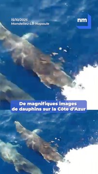 Ne ratez pas ces magnifiques images de dauphins sur la Côte d'Azur !