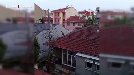 Müstakil evin çatısında görenler gözlerine inanamadı:" 2 gündür burada, çok şaşırdık"