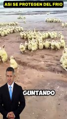 esto es increible spollitos