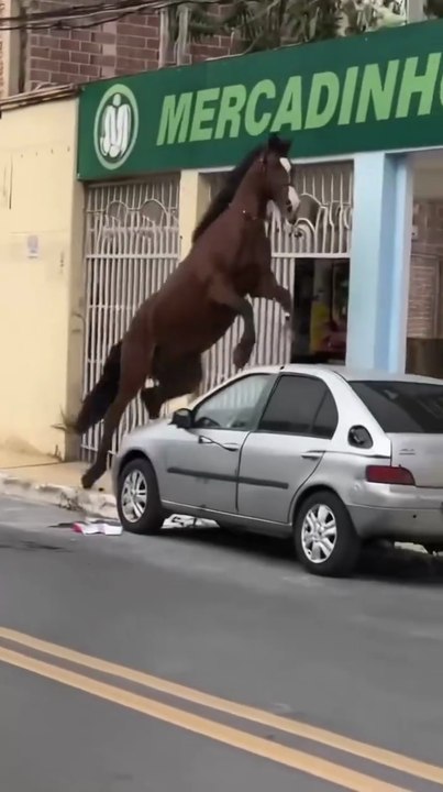 Wild Horse Rampage on City Road | Horse Smashes Cars & Breaks Windows | Shocking Real Footage