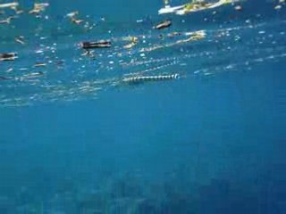 Harlequin  Snake-eel - Serpente marino Bunaken