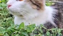 Os animais mais fofos do mundo N•585