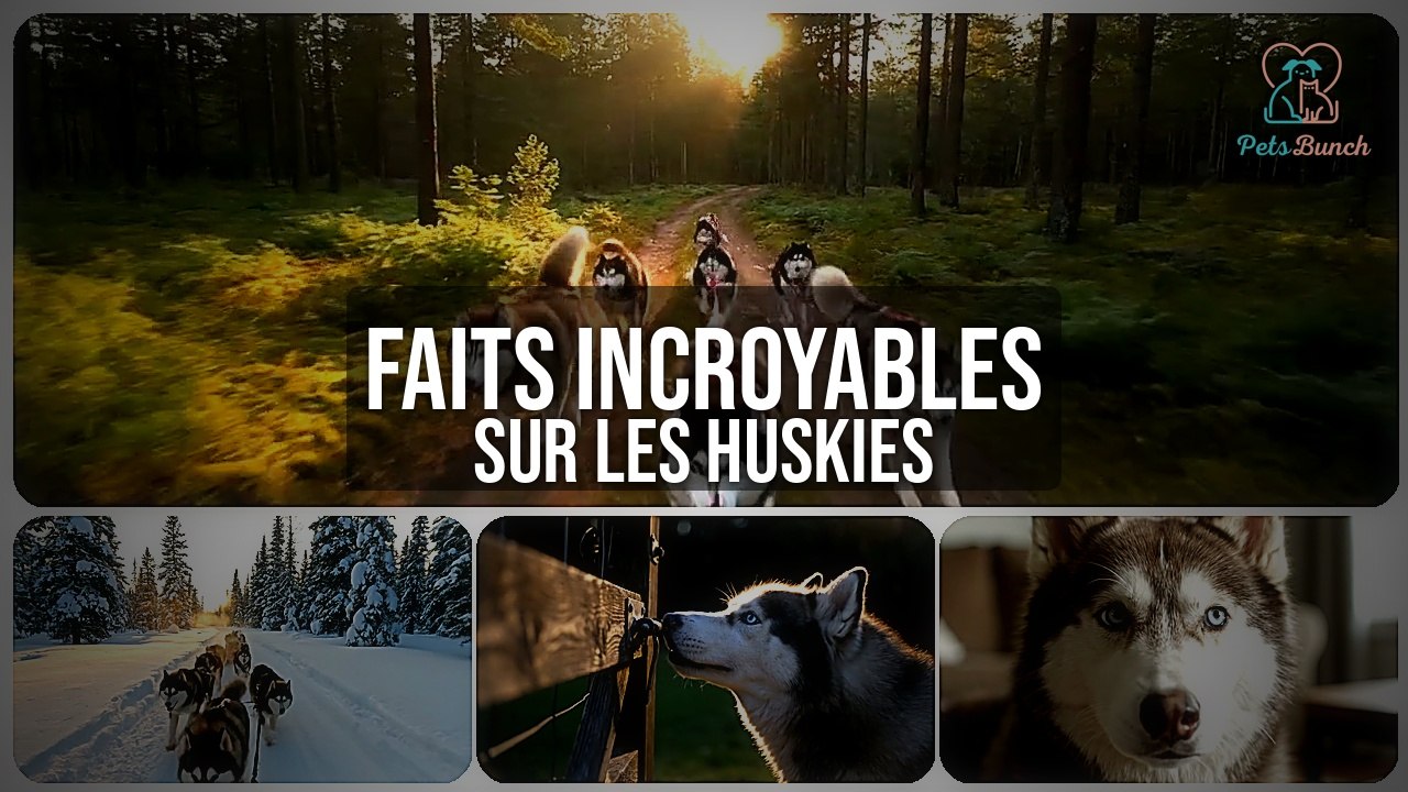 Huskies Sibériens : Faits Incroyables à Connaître