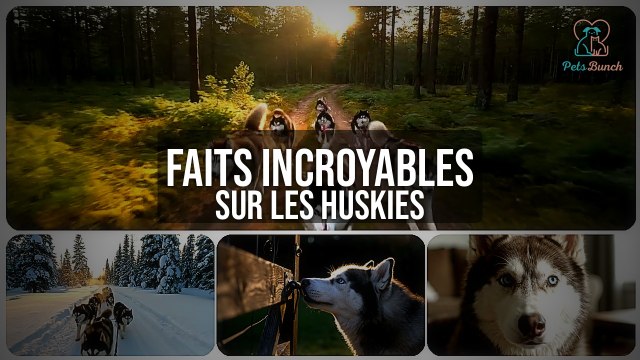 Huskies Sibériens : Faits Incroyables à Connaître