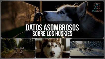 Huskies Siberianos: Datos Asombrosos que Debes Conocer