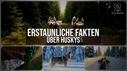 Erstaunliche Fakten über Huskys | Alles, was du wissen musst