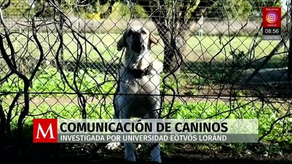 Científicos en Hungría estudian si los perros pueden desarrollar comunicación similar a la humana