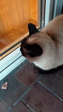 This Cat Is Waiting For His Evening Bowl! #cat #funnycats #adorablecats #cutecats #hungrycat #evening #straycat #love #trending #ViralCats #fyp
