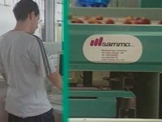 SAMMO Linea envasado melocotón