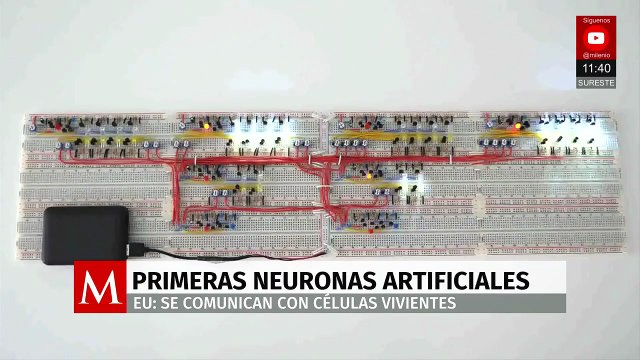 Científicos de EE. UU. crean neuronas artificiales capaces de comunicarse con células humanas