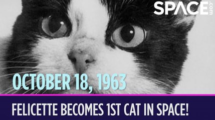 OTD in Space - October 18: Félicette Becomes the 1st Cat in Space!