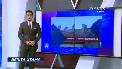 Monyet Liar Serbu Permukiman Warga, Wali Kota Tangsel: Ditangani BKSDA dan Damkar Secara Manual