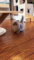 "This Short-Legged Kittens Will Melt Your Heart 💕" #cat #cute #catcute
