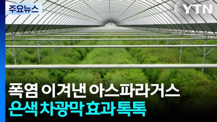 [新농비] 폭염 이겨낸 아스파라거스...은색 차광막 효과 '톡톡' / YTN