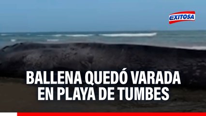 ¡Emergencia en Tumbes! Ballena varada en la playa requiere ayuda 🐋