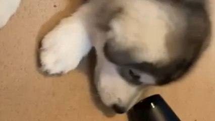 Lincolnshire: Alaskan Malamute Mal