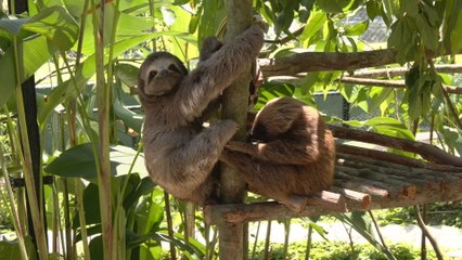 Día Internacional del Perezoso: un llamado a la conservación y protección de especies