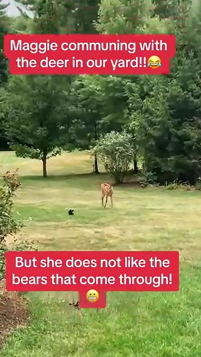 🐰 Adorable and Funny Pets Doing Weird Things