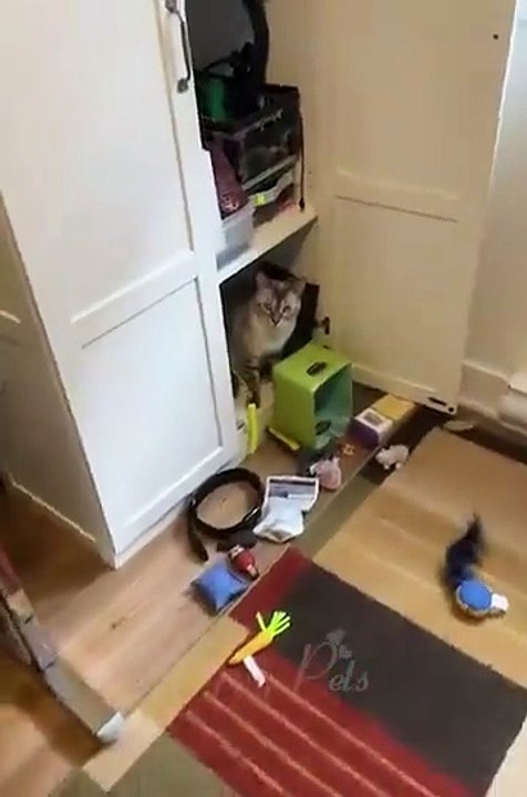 😹 Animals Being Silly and Funny Non Stop Laughter