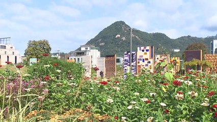 도심 속 '한 폭의 가을'...코스모스 만개한 송현광장 / YTN