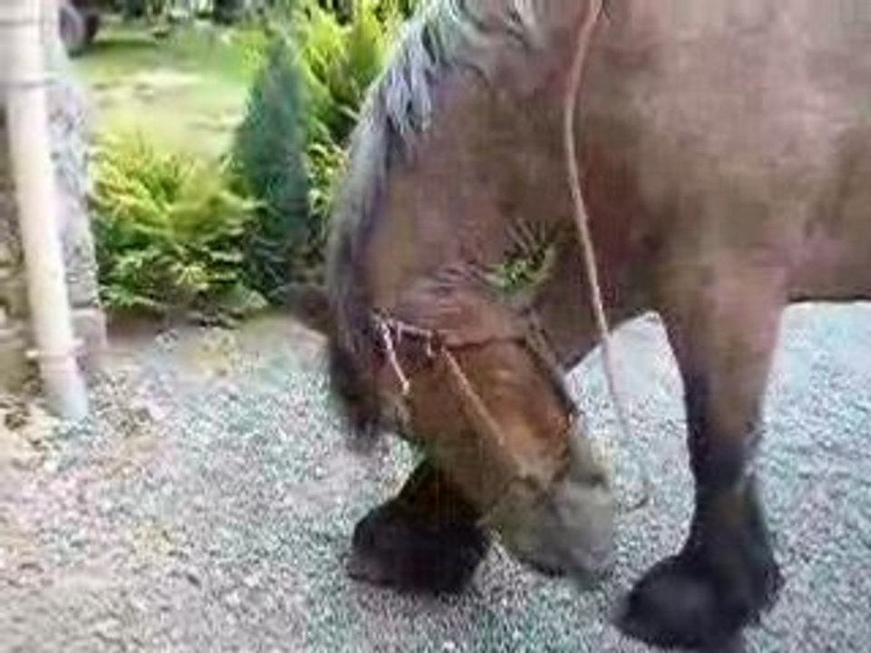 Iroquoise