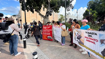 Maltrato animal: acitivistas protestan en Mérida por el caso de la perrita Sicilia