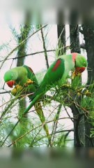 A pair of parrots