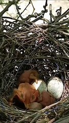 Cuckoo Chick Pushes Out Older Nest Mate