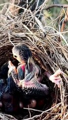Cuckoo Chick Pushes Out Older Nest Mate