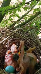 Cuckoo Chick Pushes Out Older Nest Mate