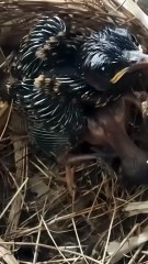 Cuckoo Chick Pushes Out Older Nest Mate