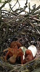 Cuckoo Chick Pushes Out Older Nest Mate