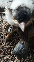 Cuckoo Chick Pushes Out Older Nest Mate