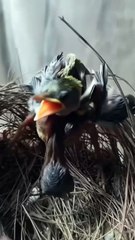 Cuckoo Chick Pushes Out Older Nest Mate