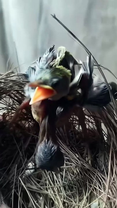 Cuckoo Chick Pushes Out Older Nest Mate