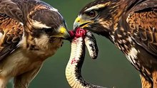 The Bird That Eats Snakes