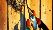 The Bird That Eats Snakes