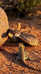 The Bird That Eats Snakes