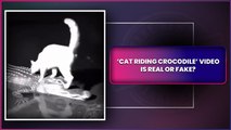 ‘Cat Riding Crocodile’ Video: Find Out If The Viral Clip Is Real Or Fake