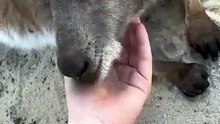 Lovely kangaroo