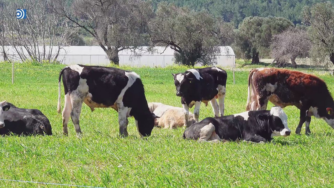 Los veterinarios rurales, en peligro de extinci...