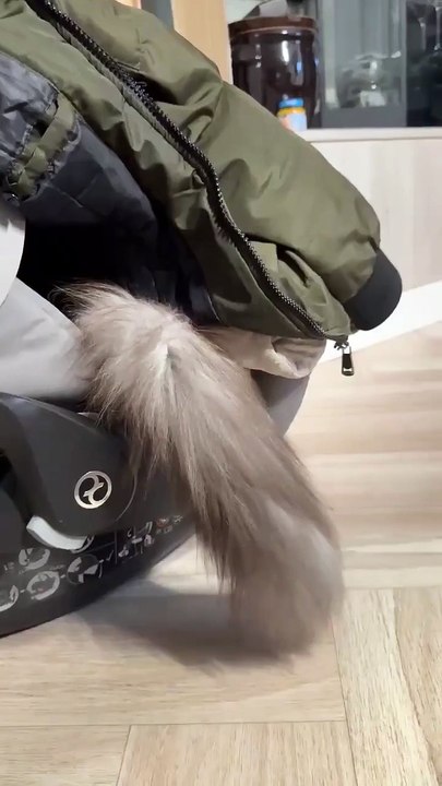 Good Morning! Two Cats, One Stroller & Endless Fun! ☀️🐈 #cat #shorts #funnycats #goodmorning #funnyvideo #cutecats #viralcats #trending #fyp #animals
