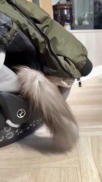 Good Morning! Two Cats, One Stroller & Endless Fun! ☀️🐈 #cat #shorts #funnycats #goodmorning #funnyvideo #cutecats #viralcats #trending #fyp #animals