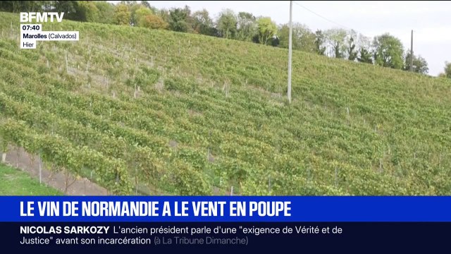 80 hectares de vignes plantés en 4 ans: la jeune filière de vin normand a le vent en poupe