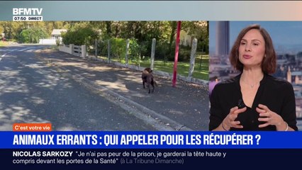 SIGNÉ BFM: que faire quand on croise un animal errant et qui contacter pour qu'il soit pris en charge?