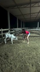 Girl Tries to Pet a Cute Calf — But It Fights Back! 😂🐮 | Funny Animal Video