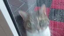 Good Morning! "It is cold, let me in!" #cat #shorts #funnycats #Cutecats #viralcats #cute #funny #funnyvideo #trending #fyp