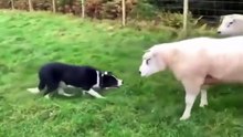 Border Collies work hard,teach them sheep how to behave 🙌😍🙌😍, beautiful 🔥